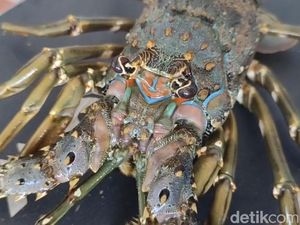 Miris! Lobster Jumbo Pangandaran Mulai Langka Imbas Perburuan Benur
