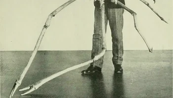 Kepiting laba-laba jepang, besar banget ukurannya! Foto: encasaboy via Bored Panda