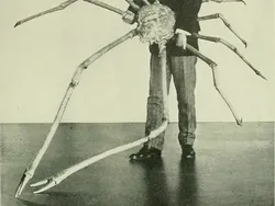 Bukti Benda Raksasa Bisa Terlihat Sangat Mengerikan, Bikin Megalophobia!