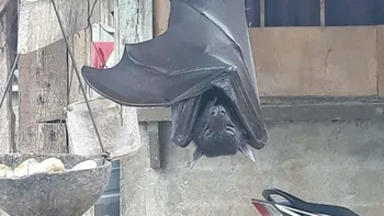 Kalong mahkota emas raksasa atau Golden-Crowned Flying Fox. Foto: g0ths0uls via Bored Panda