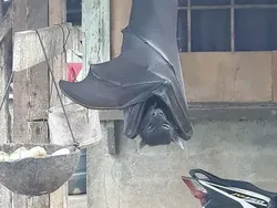 Bukti Benda Raksasa Bisa Terlihat Sangat Mengerikan, Bikin Megalophobia!