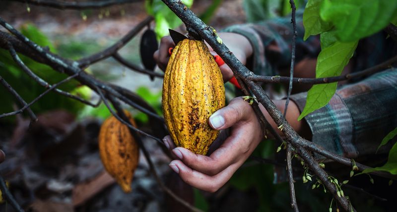 Cokelat Punya Sisi Kelam? Ini 5 Fakta di Balik Camilan Favorit Dunia Cokelat Punya Sisi Kelam? Ini 5 Fakta di Balik Camilan Favorit Dunia