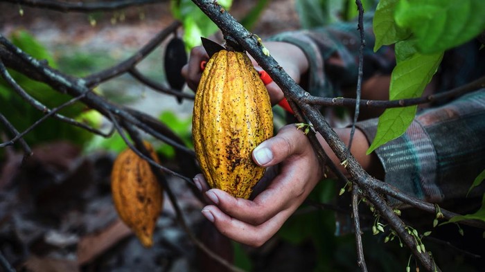 Pemerintah Geber Hilirisasi Cokelat-Kopi dan Naikkan Produksi Ayam di 2026