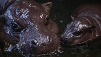 Panya terlihat berenang bersama induknya, Ayoka, di kolam habitat mereka. Pihak kebun binatang menyebutkan bahwa interaksi ibu dan anak sangat penting dalam fase awal pertumbuhan kuda nil kerdil. REUTERS/Thilo Schmuelgen