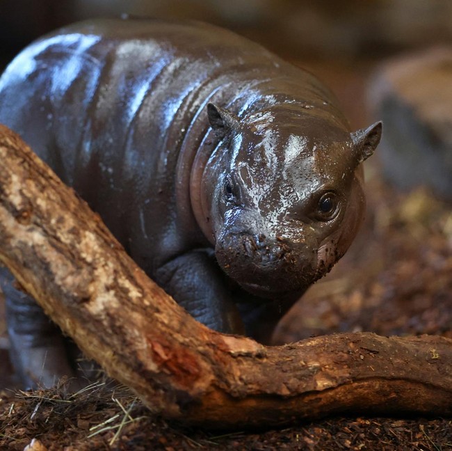 Anak Kuda Nil Kerdil Curi Perhatian di Kebun Binatang Duisburg