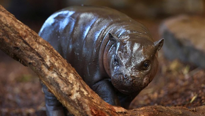 Newborn pygmy hippo calf Panya and its mother Ayoka swim at the zoo in Duisburg, Germany, December 15, 2025. REUTERS/Thilo Schmuelgen