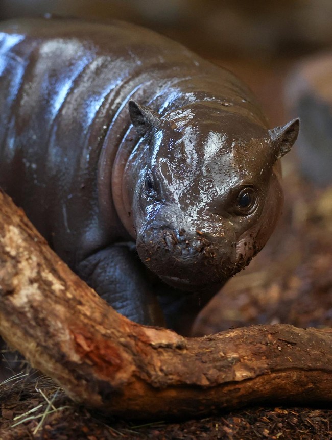 Anak Kuda Nil Kerdil Curi Perhatian di Kebun Binatang Duisburg