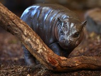 Anak Kuda Nil Kerdil Curi Perhatian di Kebun Binatang Duisburg