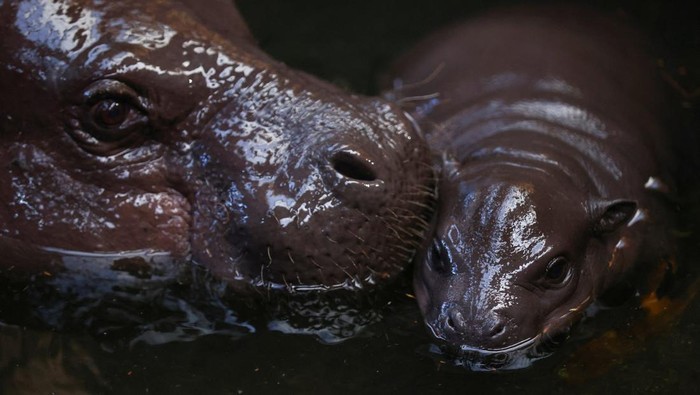 Newborn pygmy hippo calf Panya and its mother Ayoka swim at the zoo in Duisburg, Germany, December 15, 2025. REUTERS/Thilo Schmuelgen