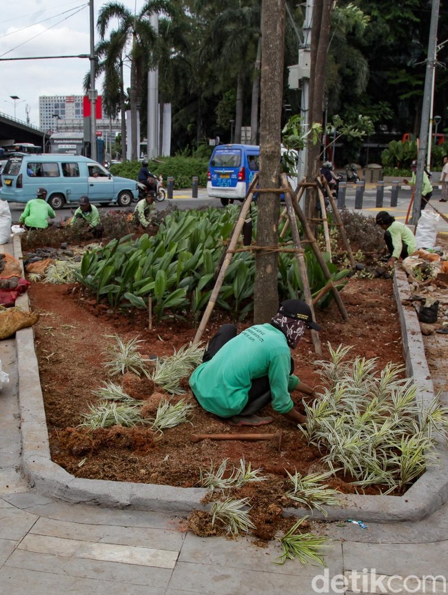 Jalur Hijau di Pedestrian Slipi Petamburan Dipercantik