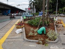 Jalur Hijau di Pedestrian Slipi Petamburan Dipercantik