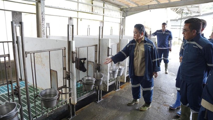 Impor Susu Capai 80%, Komisi IV Desak Pemerintah Genjot Swasembada Nasional