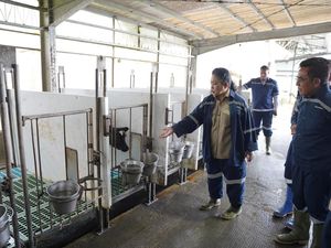 Impor Susu Capai 80%, Komisi IV Desak Pemerintah Genjot Swasembada Nasional