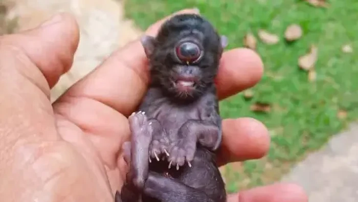 Kelahiran Kucing Mata Satu yang Menggemparkan Publik