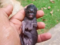 Kelahiran Kucing Mata Satu yang Menggemparkan Publik
