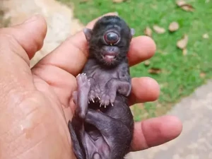 Geger, Anak Kucing Terlahir Bermata Satu