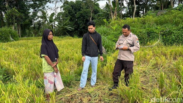Apes! Tanaman Padi Milik Warga Jember Dipanen Pencuri