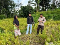 Apes! Tanaman Padi Milik Warga Jember Dipanen Pencuri