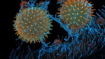 Karya Dr. Igor Siwanowicz abadikan Serbuk sari mallow berkecambah di stigma sambil diparasit oleh jamur berfilamenFoto: Nikon Small World