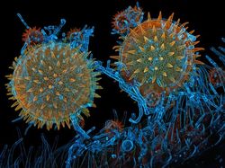 Foto Dunia Mikro Ini Nyata, Bukan Editan Photoshop!