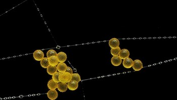 karya John-Oliver Dum abadikan Serbuk sari di jaring laba-laba taman Foto: Nikon Small World
