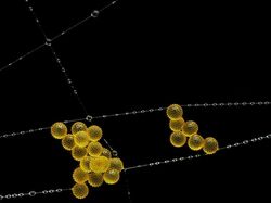 Foto Dunia Mikro Ini Nyata, Bukan Editan Photoshop!