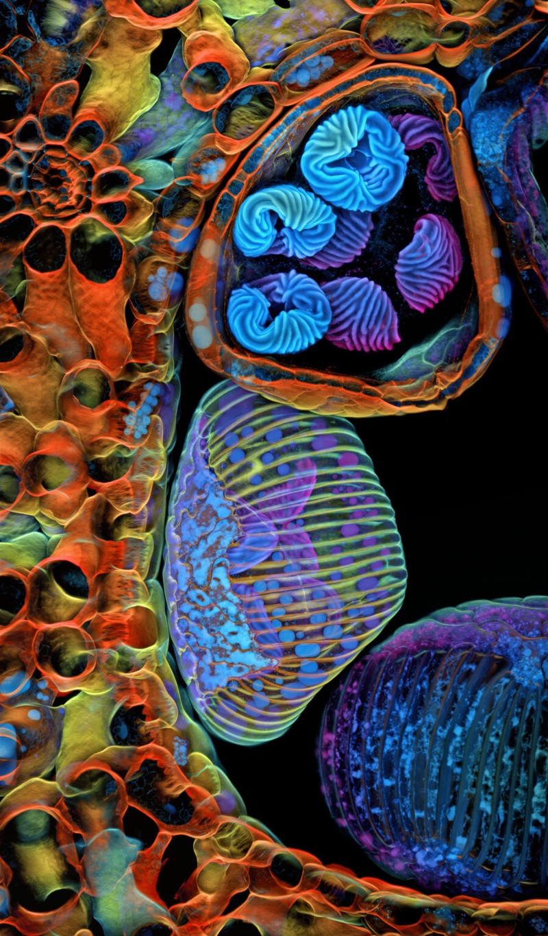 Nikon Small World Contest 2025