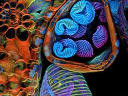 Foto Dunia Mikro Ini Nyata, Bukan Editan Photoshop!