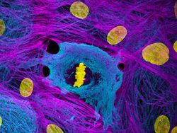 Foto Dunia Mikro Ini Nyata, Bukan Editan Photoshop!