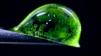 karya Dr. Jan Rosenboom mengabadikan Bola ganggang kolonial ( Volvox ) di setetes airFoto: Nikon Small World