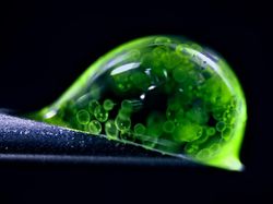 Foto Dunia Mikro Ini Nyata, Bukan Editan Photoshop!