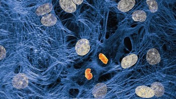 Karya Dr. James Hayes mengabadikan Sel otot jantung dengan kromosom yang terkondensasi setelah pembelahan selFoto: Nikon Small World