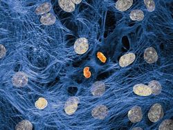 Foto Dunia Mikro Ini Nyata, Bukan Editan Photoshop!