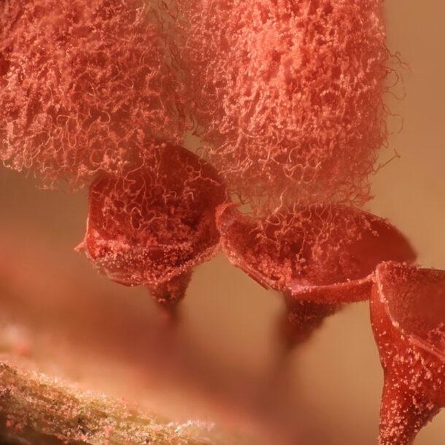 Foto Dunia Mikro Ini Nyata, Bukan Editan Photoshop!