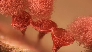 karya Henri Koskinen mengabadikan Jamur lendir ( Arcyria major ) yang melepaskan spora Foto: Nikon Small World