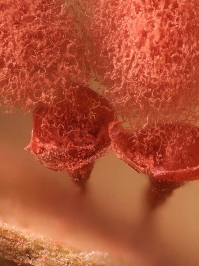 Foto Dunia Mikro Ini Nyata, Bukan Editan Photoshop!