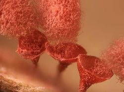 Foto Dunia Mikro Ini Nyata, Bukan Editan Photoshop!