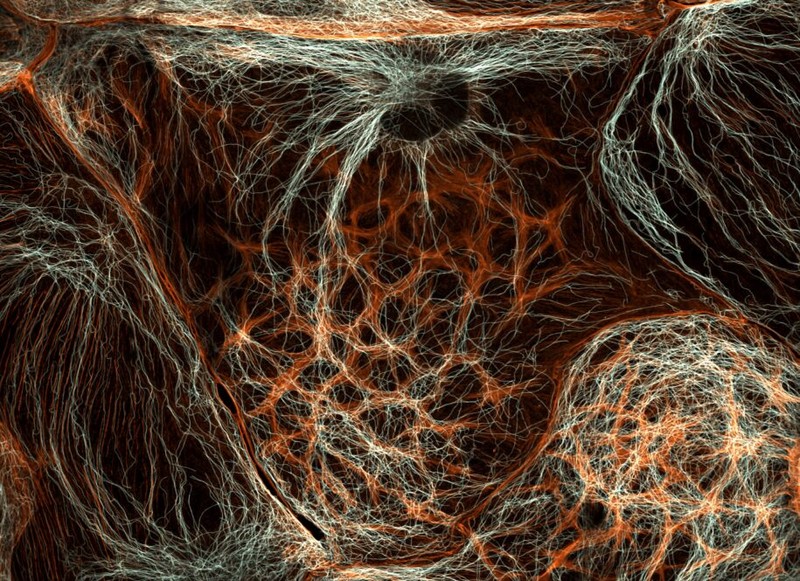 Nikon Small World Contest 2025