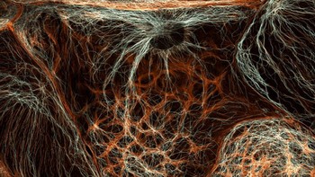 Karya Dr. Francisco Lázaro-Diéguez mengabadikan Sel hati tikus Foto: Nikon Small World