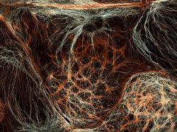 Foto Dunia Mikro Ini Nyata, Bukan Editan Photoshop!