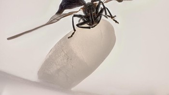 Juara 1 – You Zhang mengabadikan Kumbang beras ( Sitophilus oryzae ) pada sebutir beras Foto: Nikon Small World