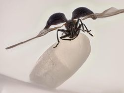 Foto Dunia Mikro Ini Nyata, Bukan Editan Photoshop!