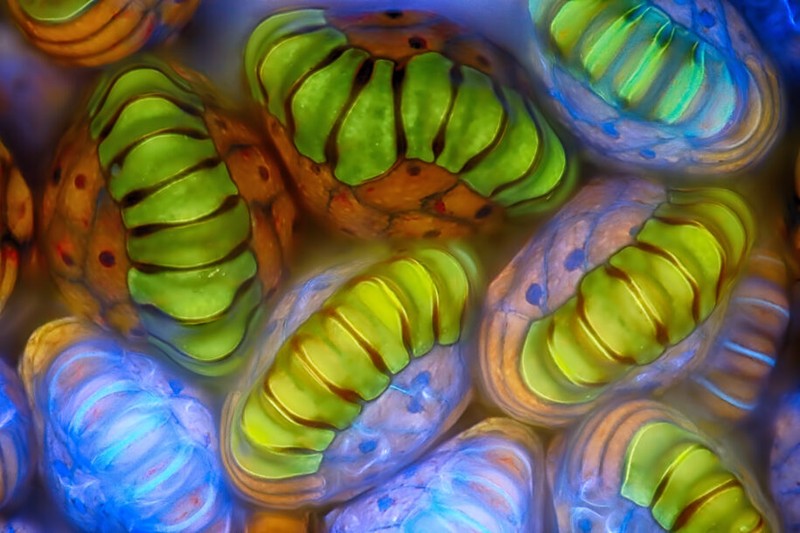 Nikon Small World Contest 2025