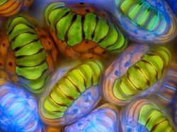 Foto Dunia Mikro Ini Nyata, Bukan Editan Photoshop!