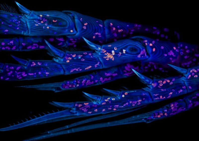 Nikon Small World Contest 2025