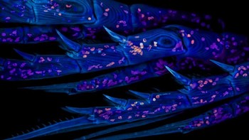 Karya Zachary Sanchez menampilkan Copepod laut Foto: Nikon Small World