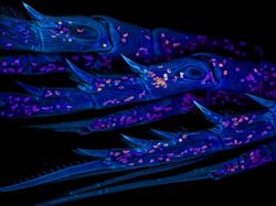 Foto Dunia Mikro Ini Nyata, Bukan Editan Photoshop!