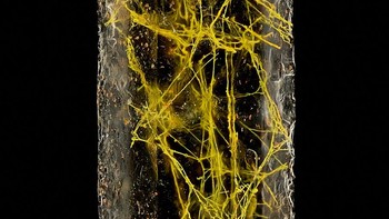 Karya Manfred Heising menampilkan Kuarsa dengan filamen goethit biotik Foto: Nikon Small World