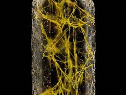 Foto Dunia Mikro Ini Nyata, Bukan Editan Photoshop!