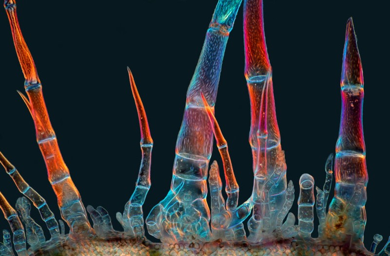 Nikon Small World Contest 2025